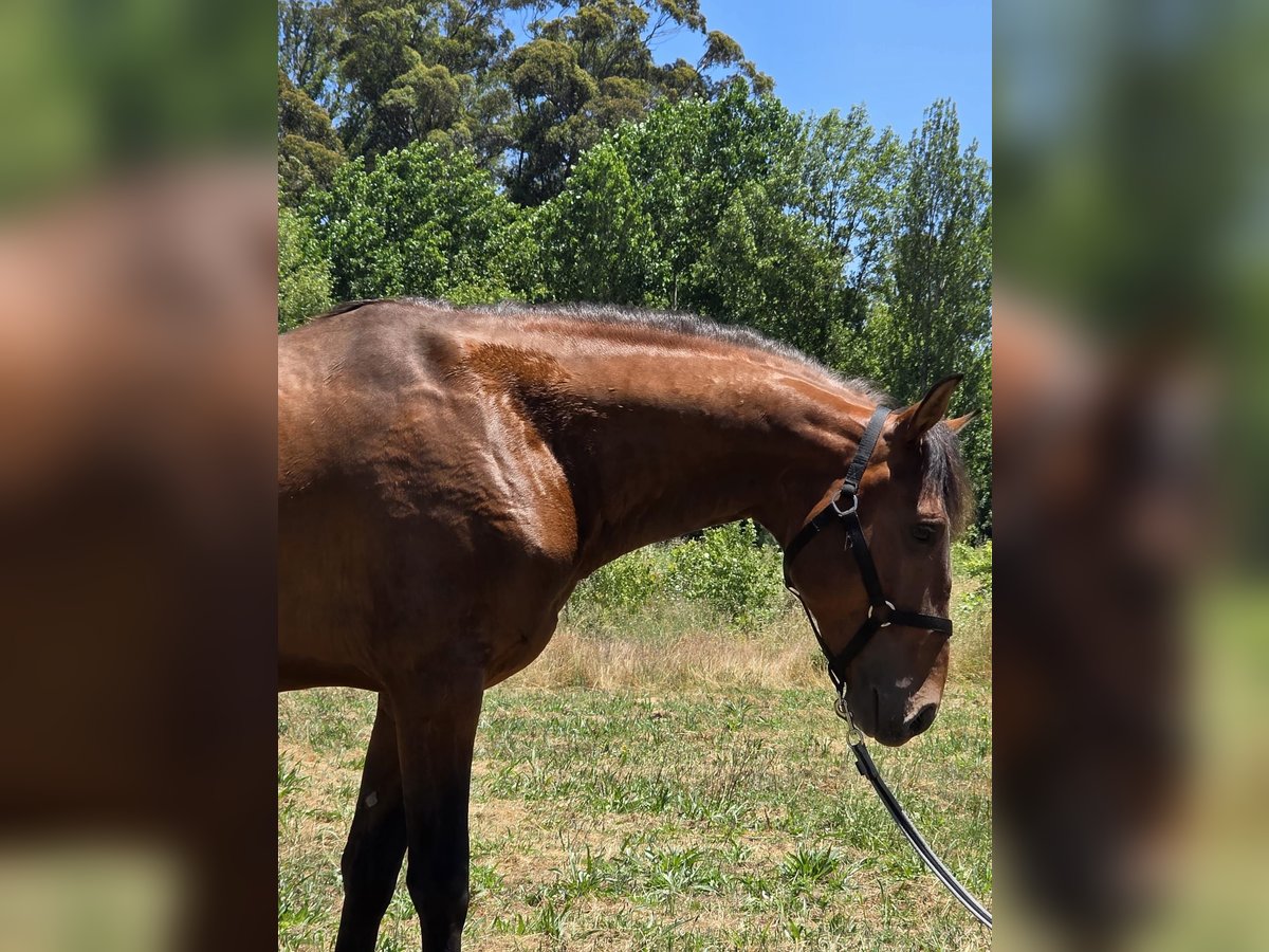Lusitanos Hengst 4 Jahre 163 cm Dunkelbrauner in Golega