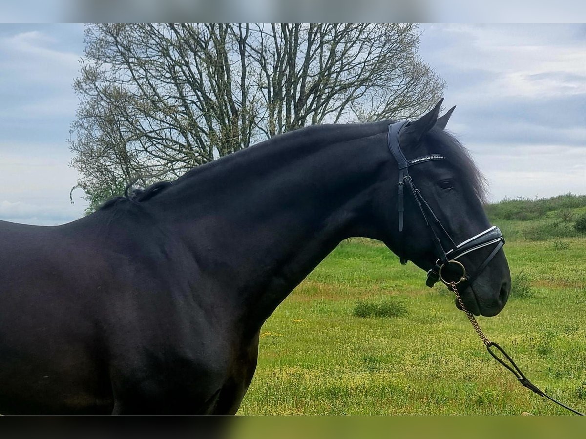 Lusitanos Hengst 4 Jahre 164 cm Rappe in Leon