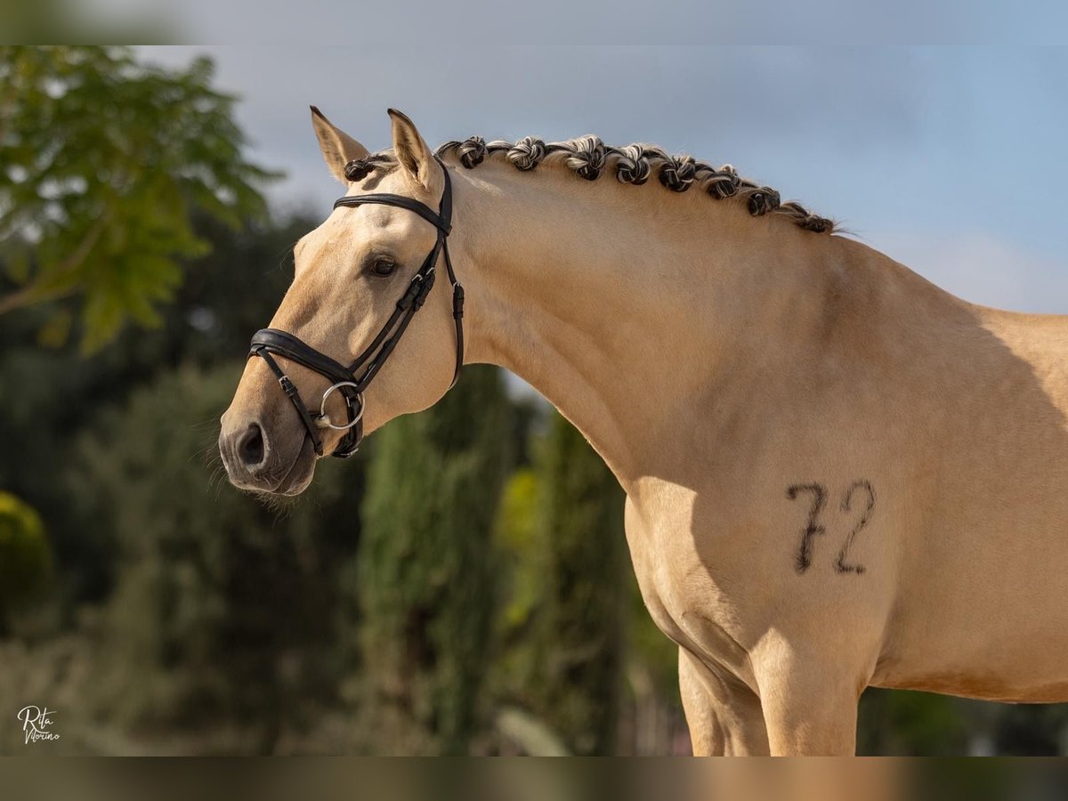 Lusitanos Hengst 4 Jahre 165 cm Falbe in Lisboa Lusitanos Hengst 4 Jahre 165 cm Falbe in Lisboa