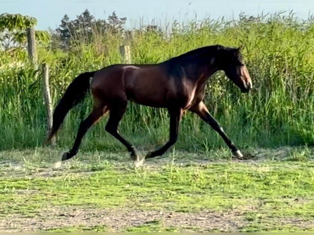 Lusitanos Hengst 4 Jahre Brauner in Arles