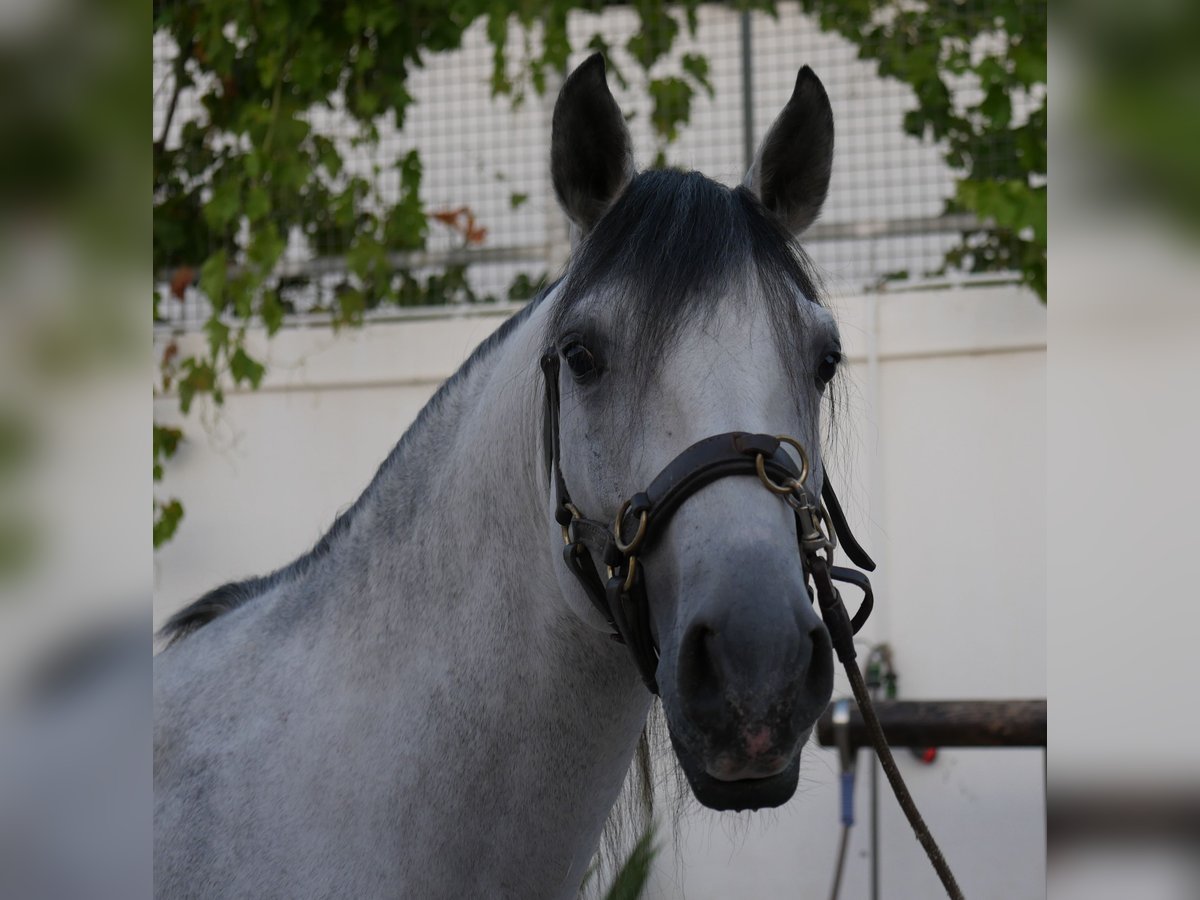 Lusitanos Hengst 5 Jahre 158 cm Apfelschimmel in Golega