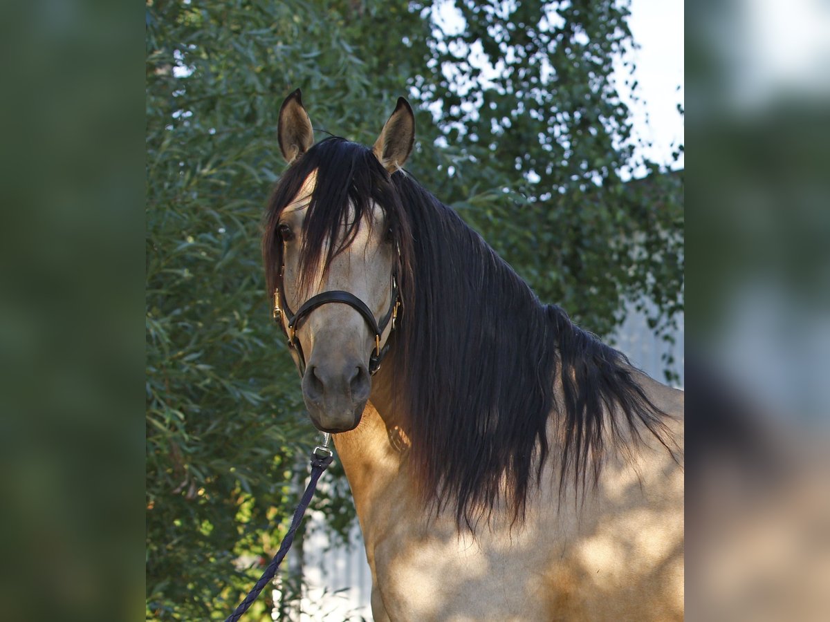 Lusitanos Hengst 5 Jahre 158 cm Falbe in Gro&#xDF;-Umstadt