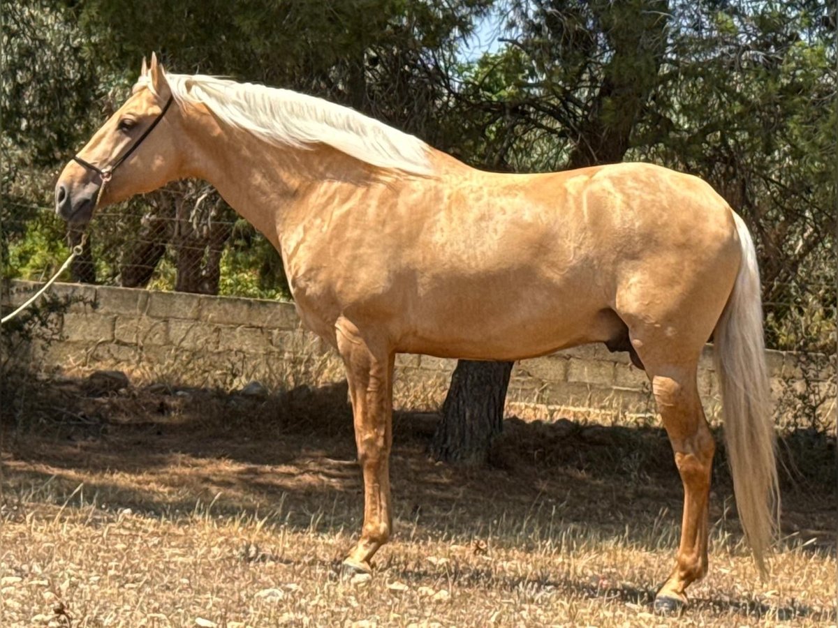 Lusitanos Hengst 5 Jahre 162 cm Palomino in Neu-Anspach