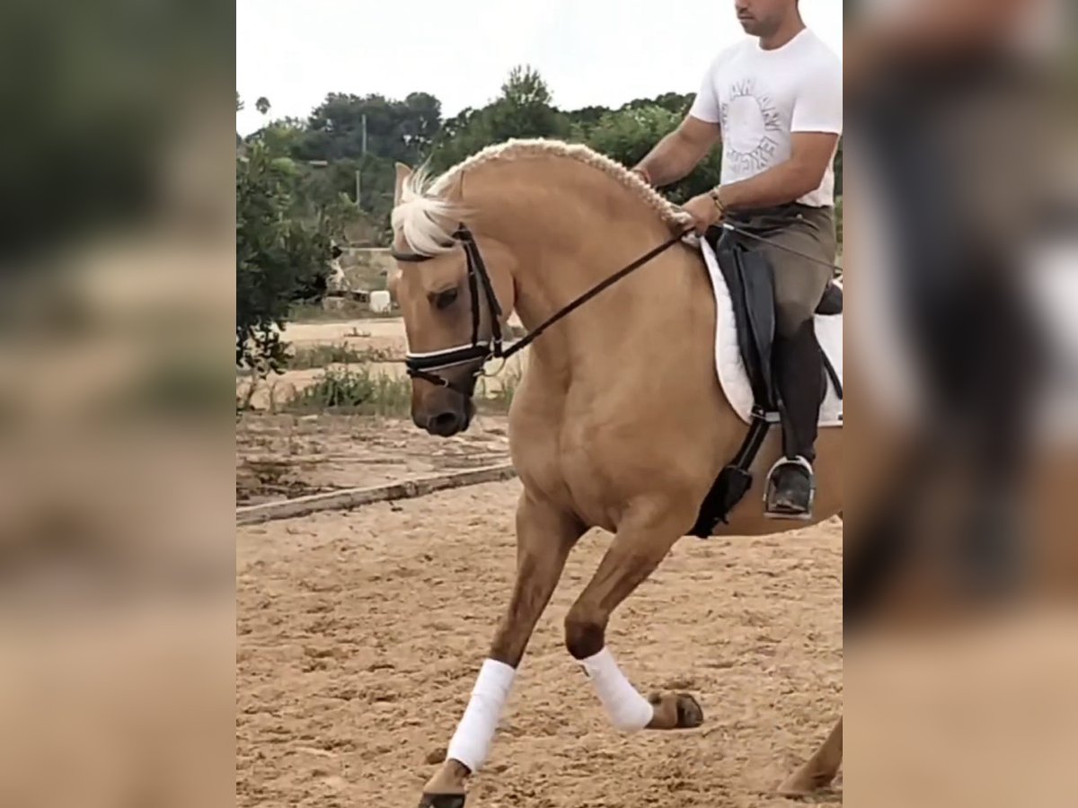 Lusitanos Hengst 5 Jahre 162 cm Palomino in Martfeld