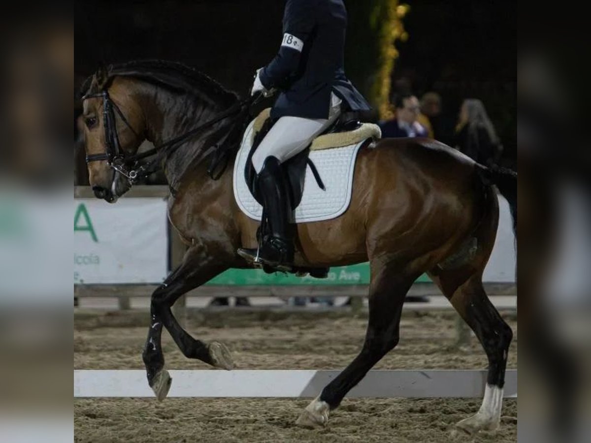 Lusitanos Hengst 5 Jahre 163 cm Brauner in Sabadell Lusitanos Hengst 5 Jahre 163 cm Brauner in Sabadell