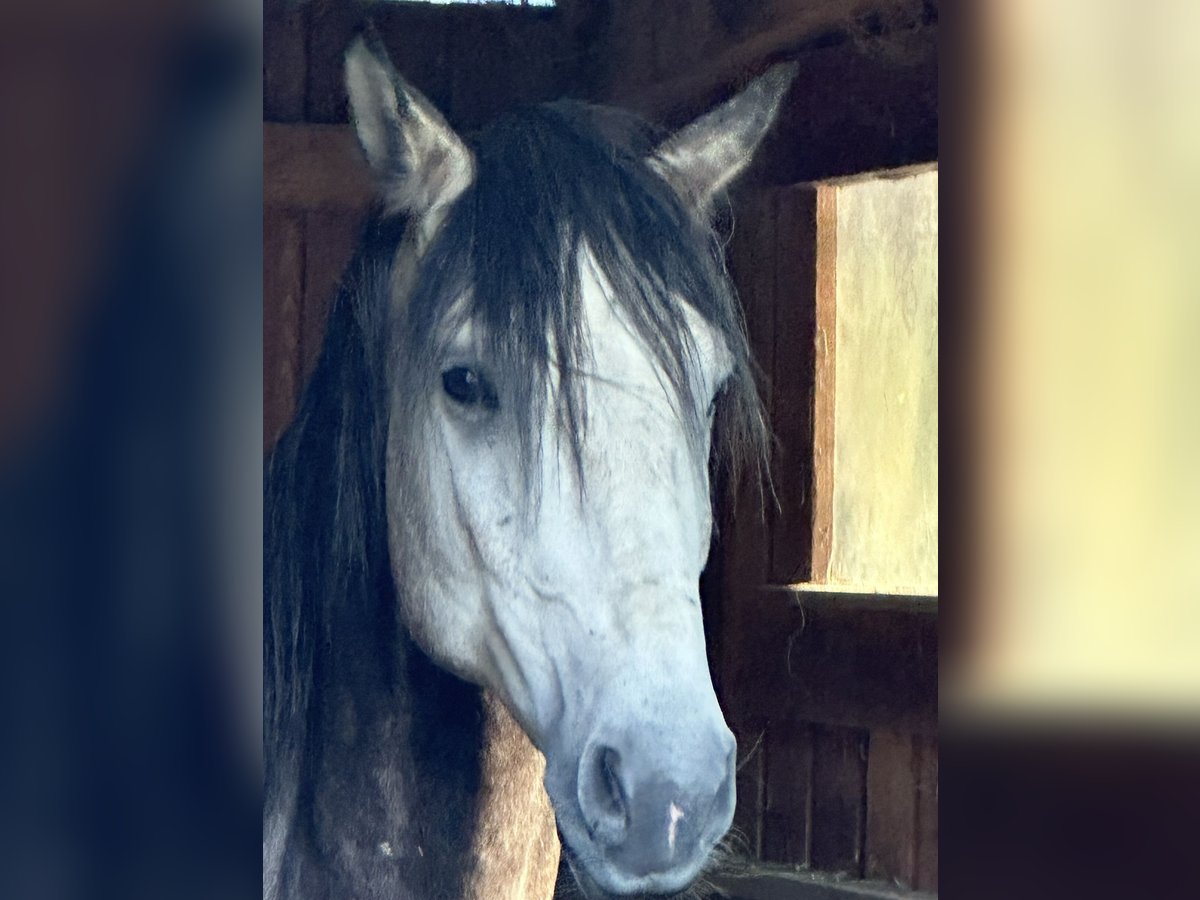 Lusitanos Hengst 5 Jahre 163 cm Schimmel in Bispingen