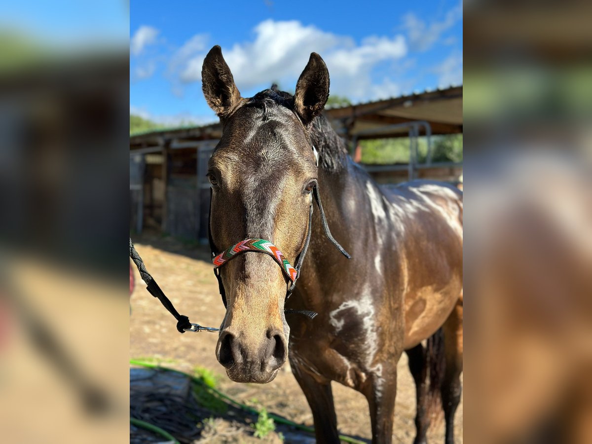 Lusitanos Hengst 6 Jahre 155 cm Buckskin in Valencia