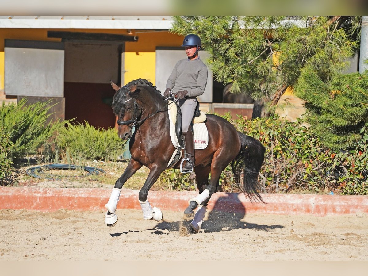 Lusitanos Hengst 6 Jahre 163 cm Dunkelbrauner in Madrid