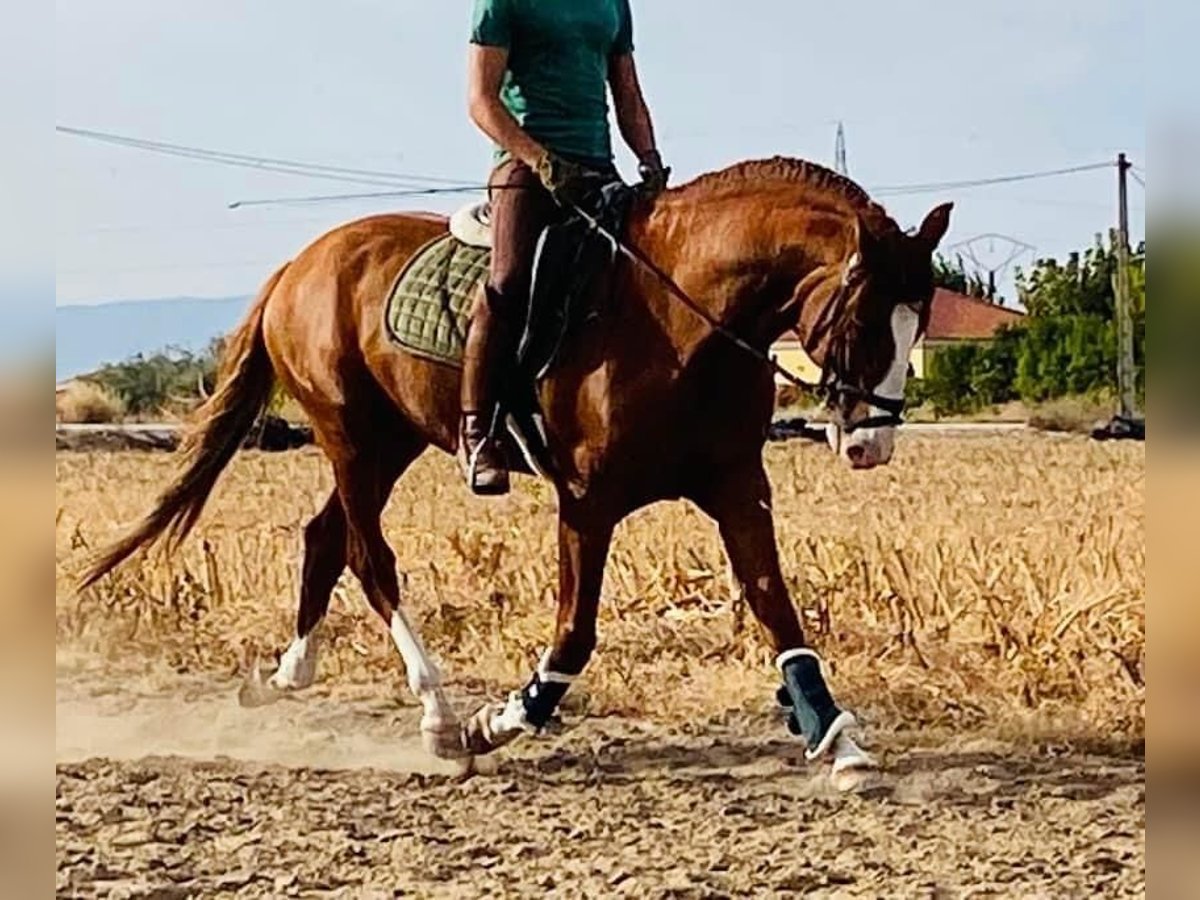 Lusitanos Hengst 6 Jahre 164 cm in Madrid