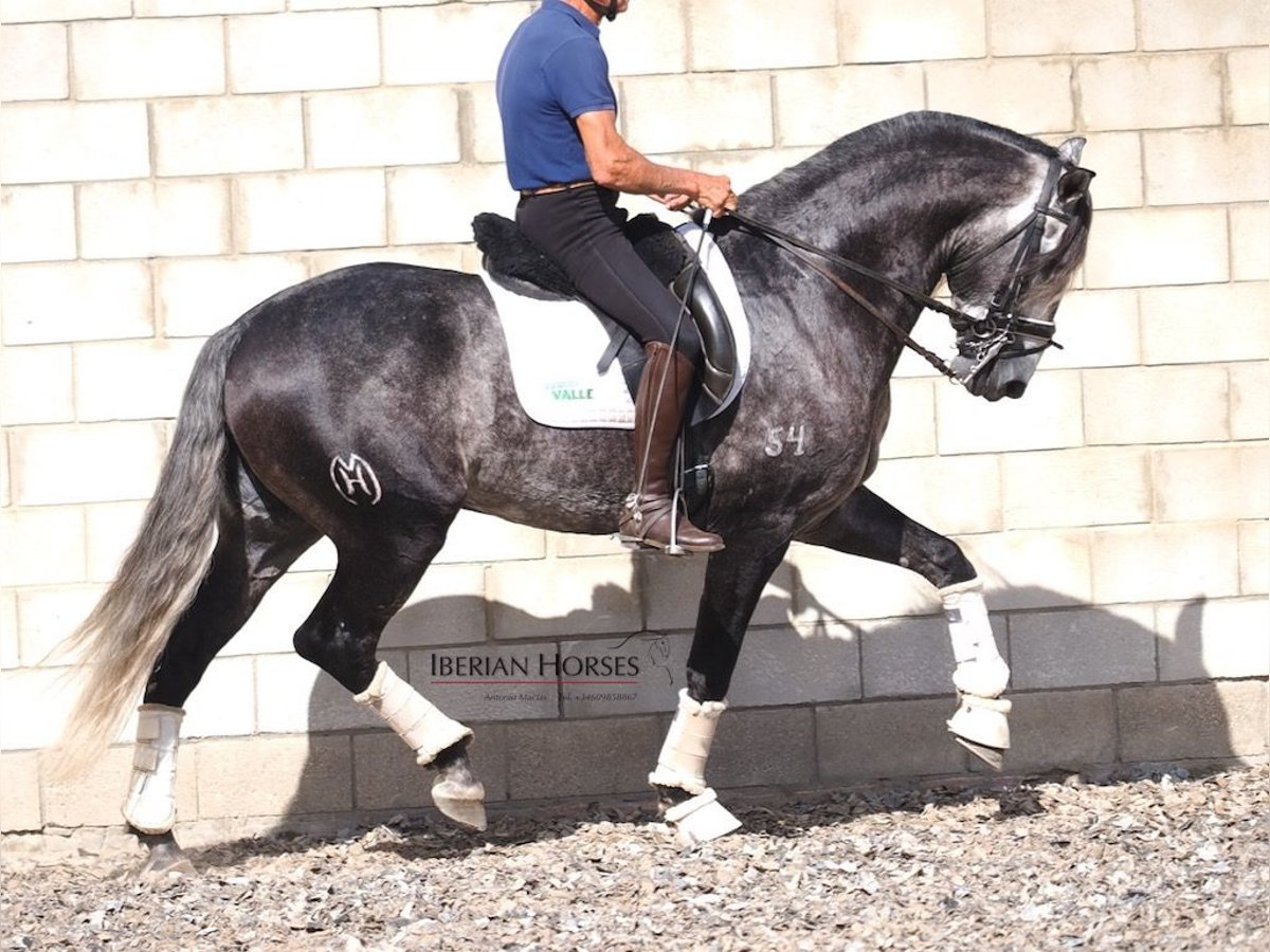 Lusitanos Hengst 6 Jahre 165 cm Schimmel in Navas Del Madro&#xF1;o