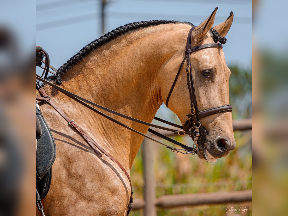 Lusitanos Hengst 6 Jahre 172 cm Falbe in Santarem Lusitanos Hengst 6 Jahre 172 cm Falbe in Santarem