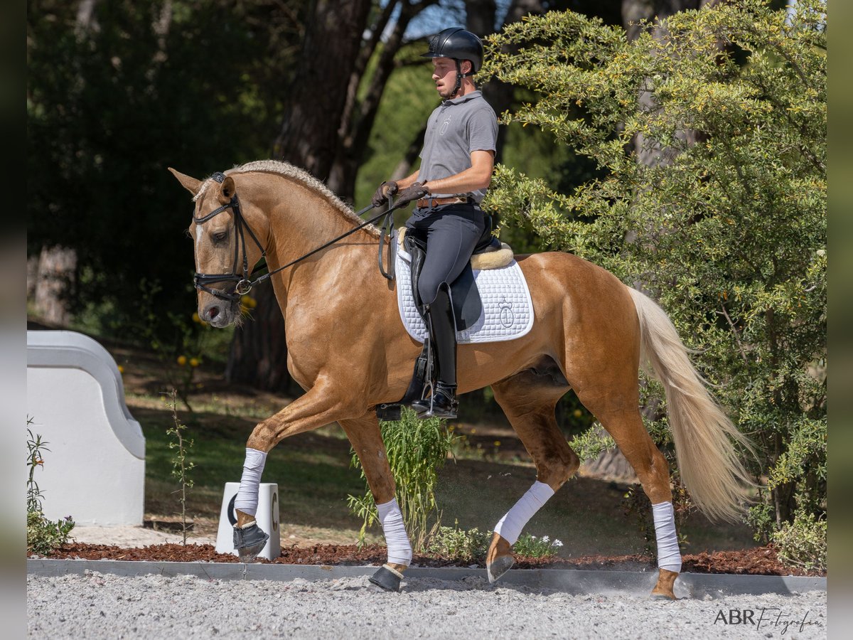 Lusitanos Hengst 6 Jahre 174 cm Palomino in St. Estevao