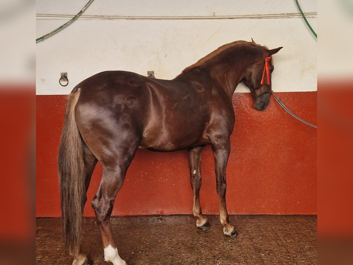 Lusitanos Hengst 6 Jahre 175 cm Fuchs in Hinojosa Del Duque