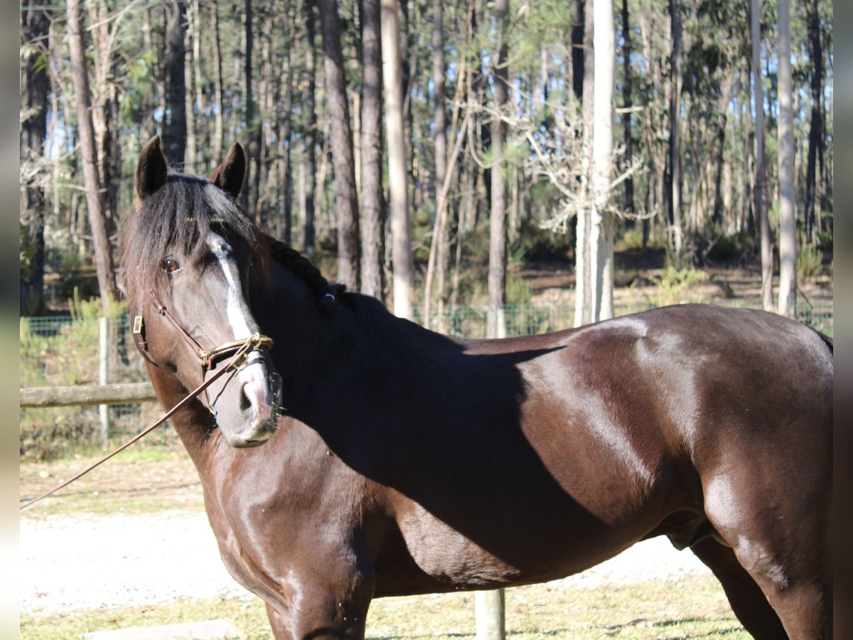 Lusitanos Hengst 7 Jahre 157 cm Rappe in Coimbra