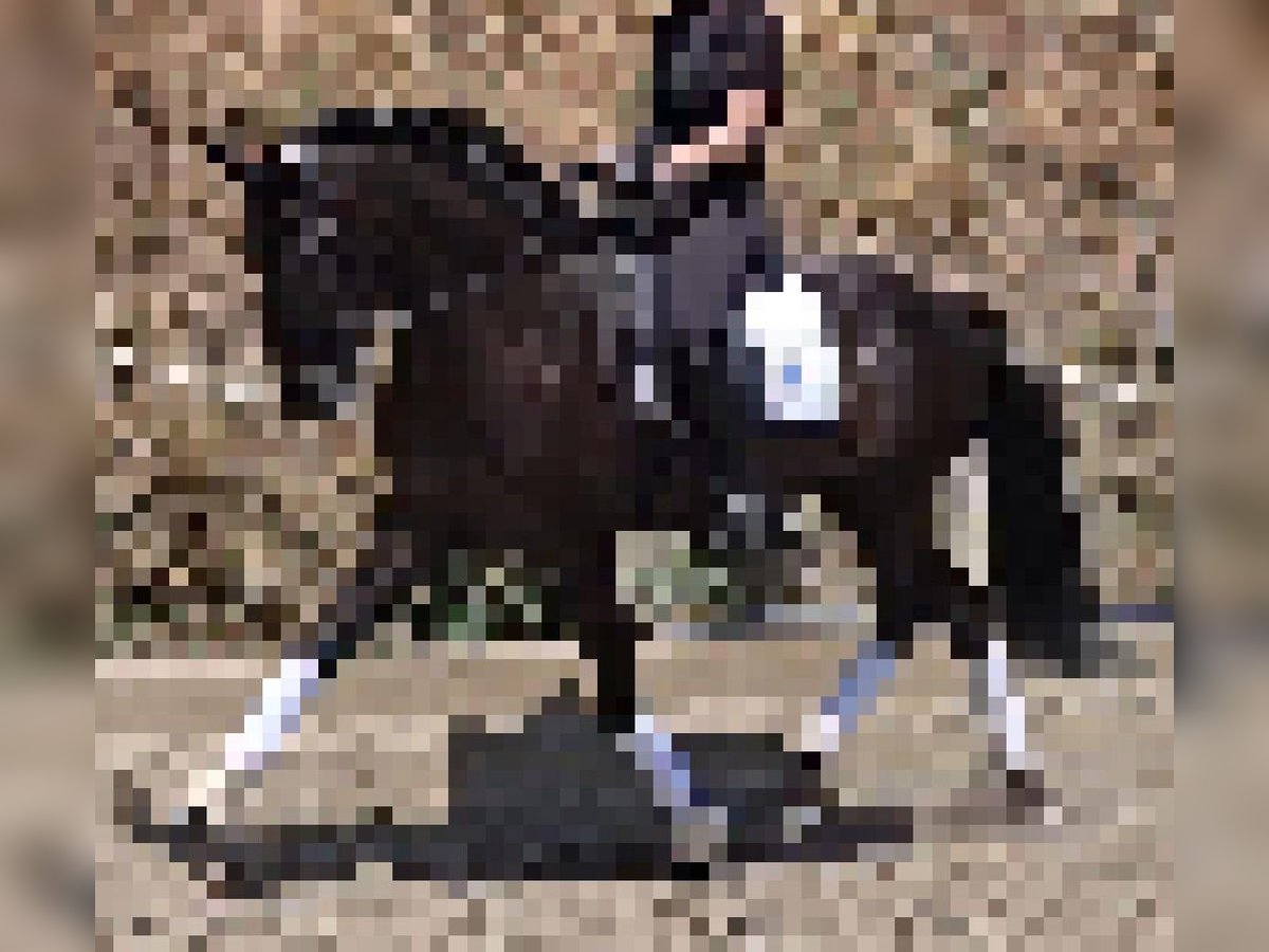 Lusitanos Hengst 7 Jahre 163 cm Dunkelbrauner in Martfeld Lusitanos Hengst 7 Jahre 163 cm Dunkelbrauner in Martfeld