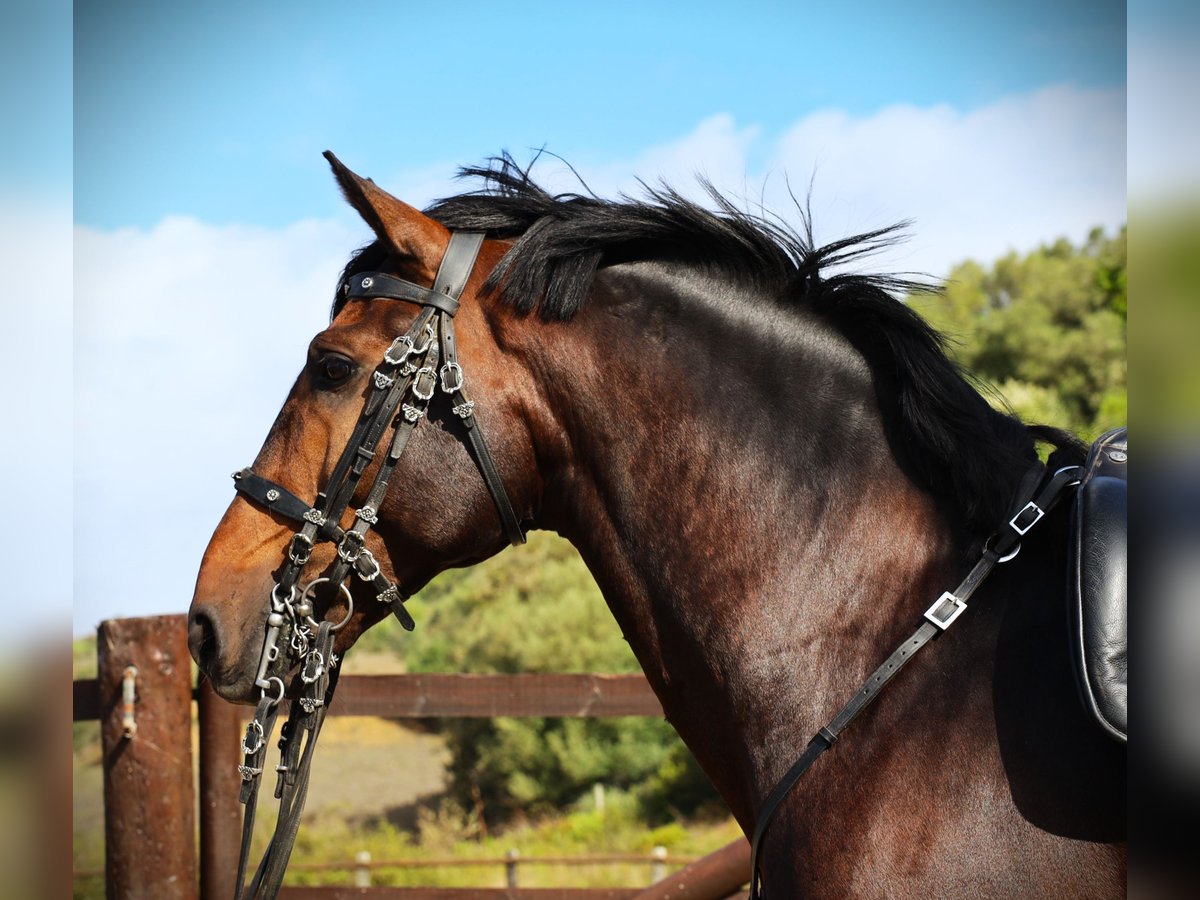 Lusitanos Hengst 7 Jahre 165 cm Dunkelbrauner in Ribamar