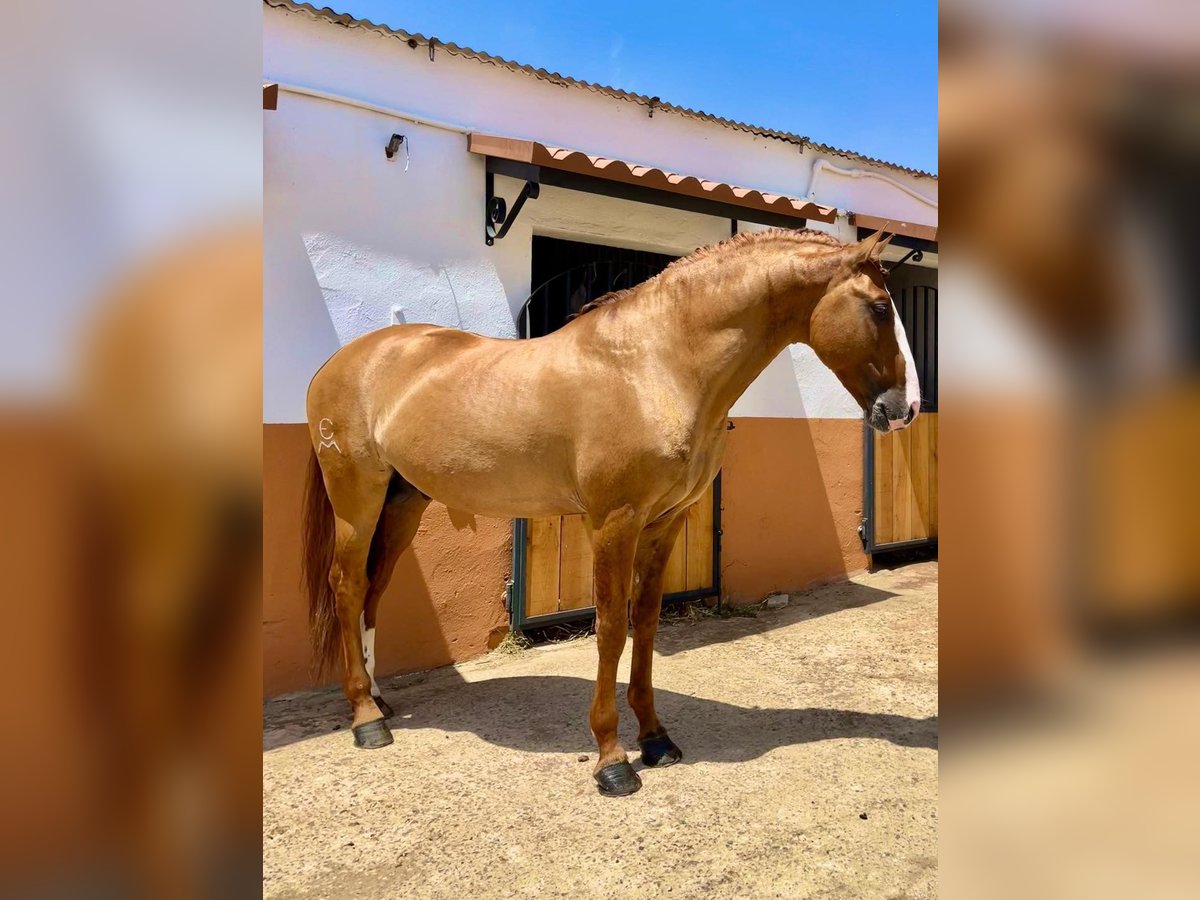 Lusitanos Hengst 7 Jahre 166 cm Red Dun in Badajoz