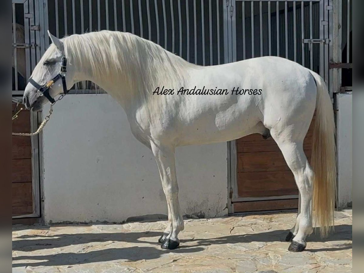 Lusitanos Hengst 7 Jahre 170 cm White in Sevilla
