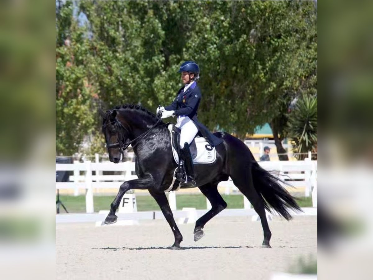 Lusitanos Hengst 9 Jahre 162 cm Rappe in Lissabon