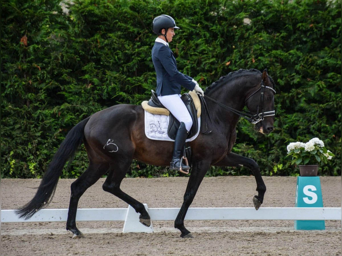 Lusitanos Hengst 9 Jahre 164 cm Rappe in Santa Perpetua de Mogoda