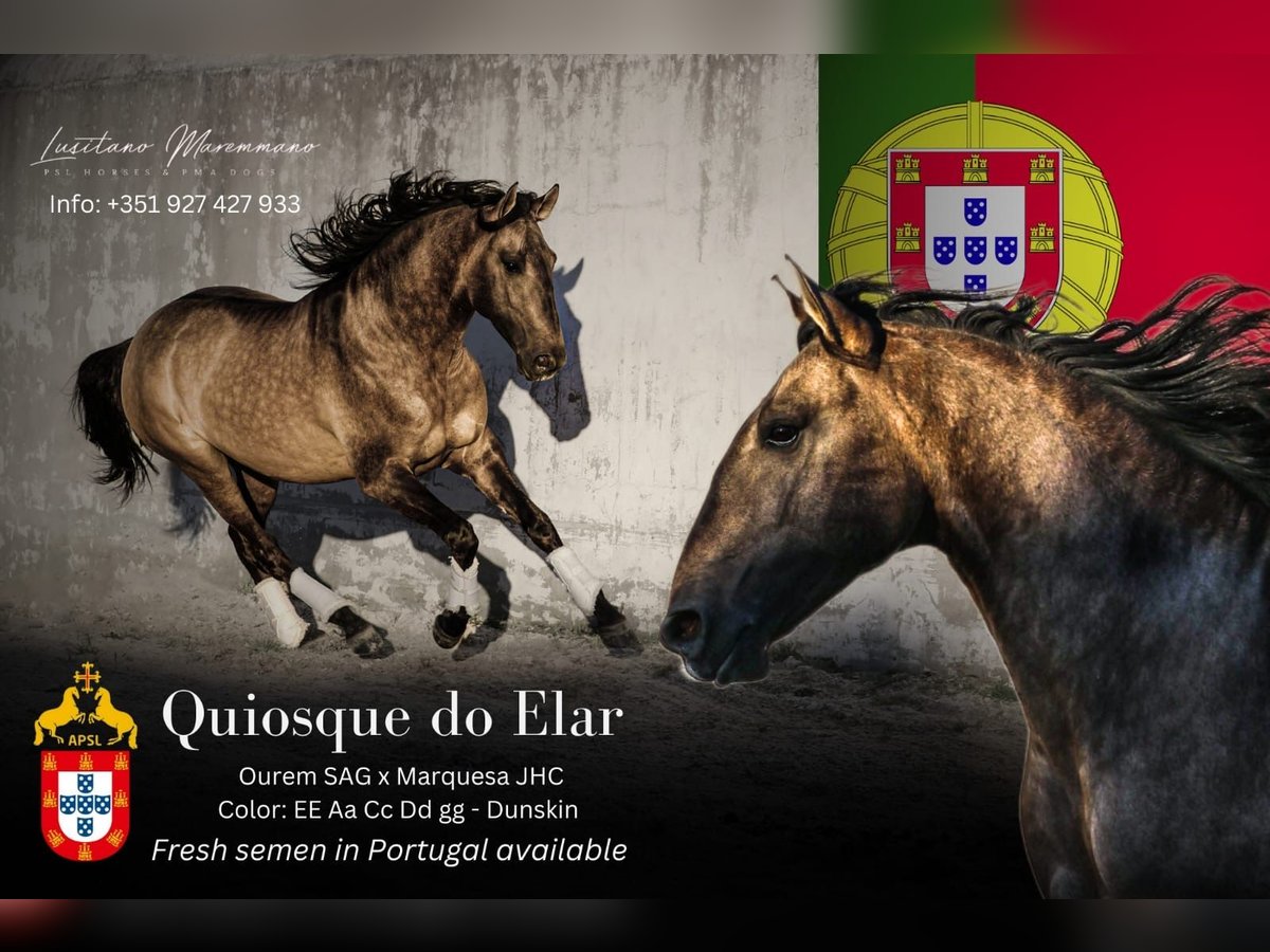 Lusitanos Hengst Falbe in Rio Maior