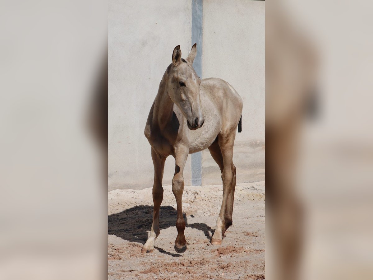 Lusitanos Hengst Fohlen (04/2025) 164 cm Buckskin in Torres Vedras