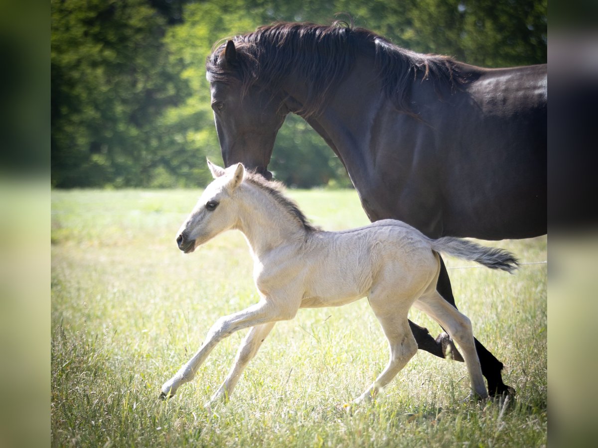 Lusitanos Hengst  164 cm Grullo in Walsrode