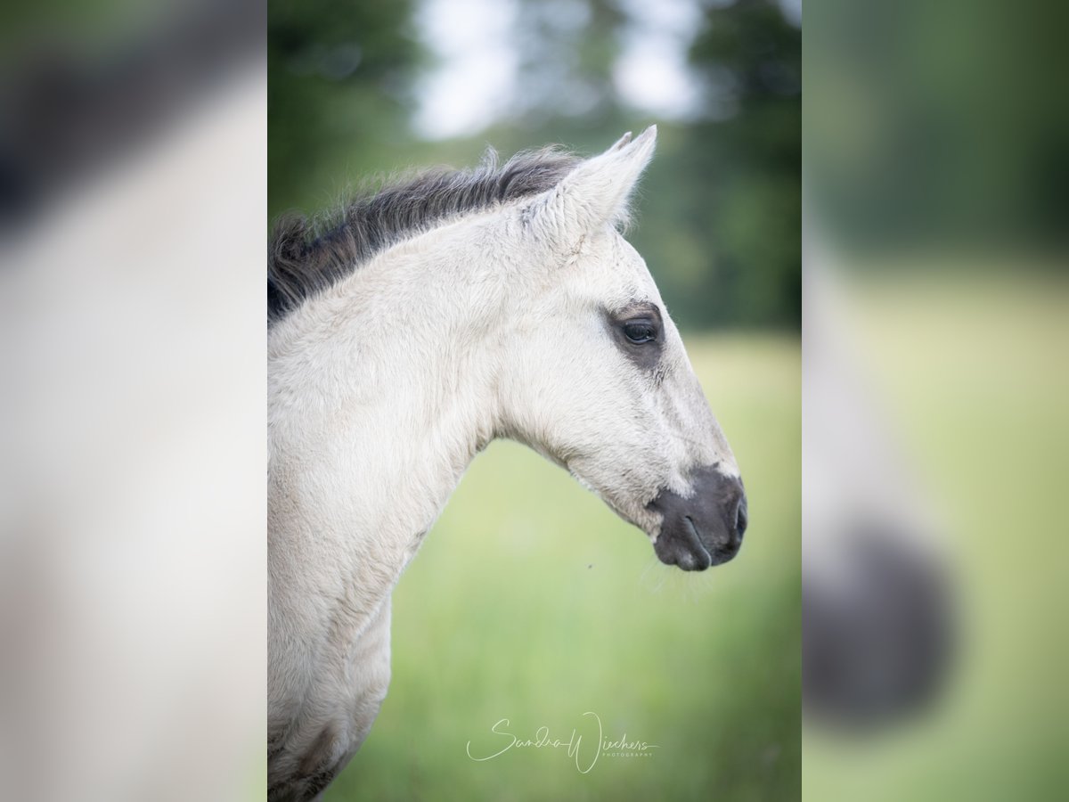 Lusitanos Hengst  164 cm Grullo in Walsrode