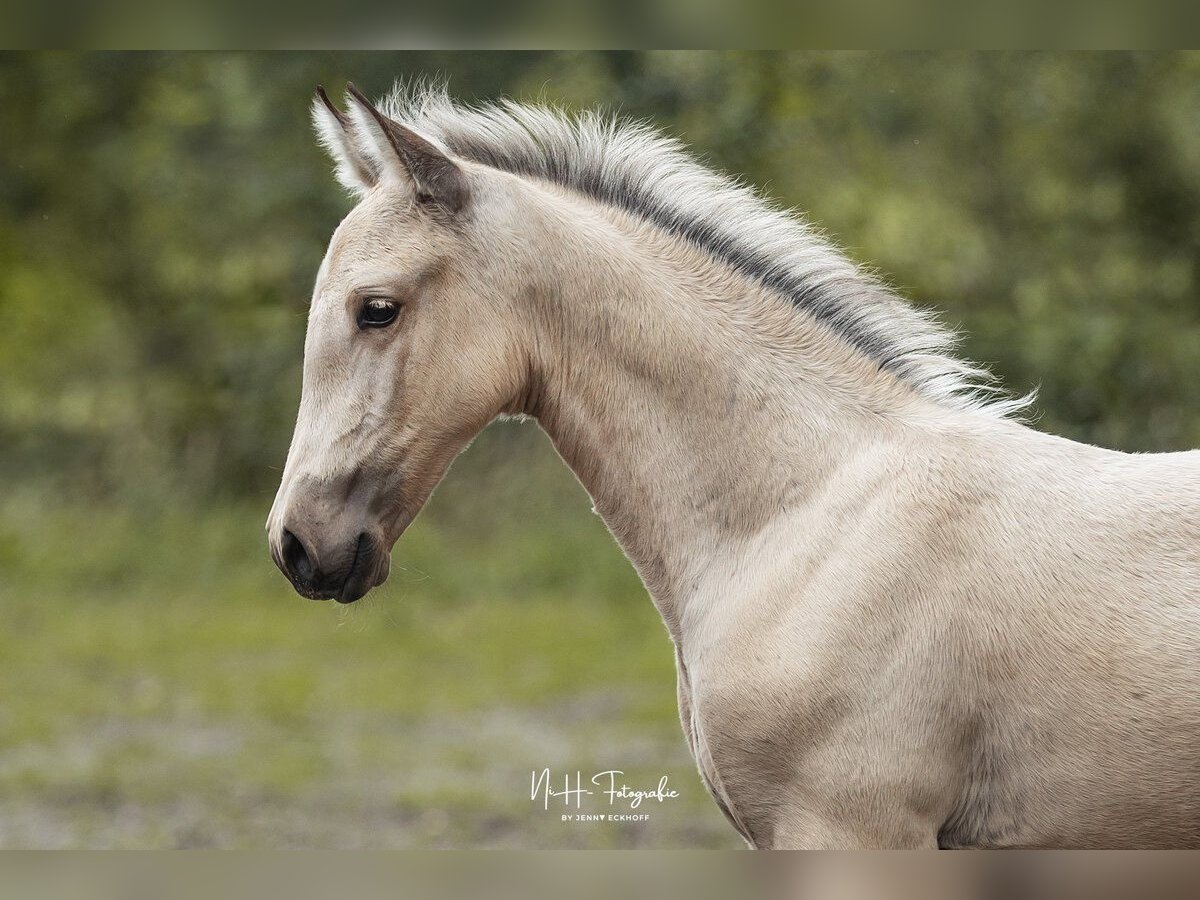 Lusitanos Hengst  165 cm Palomino in Lefitz