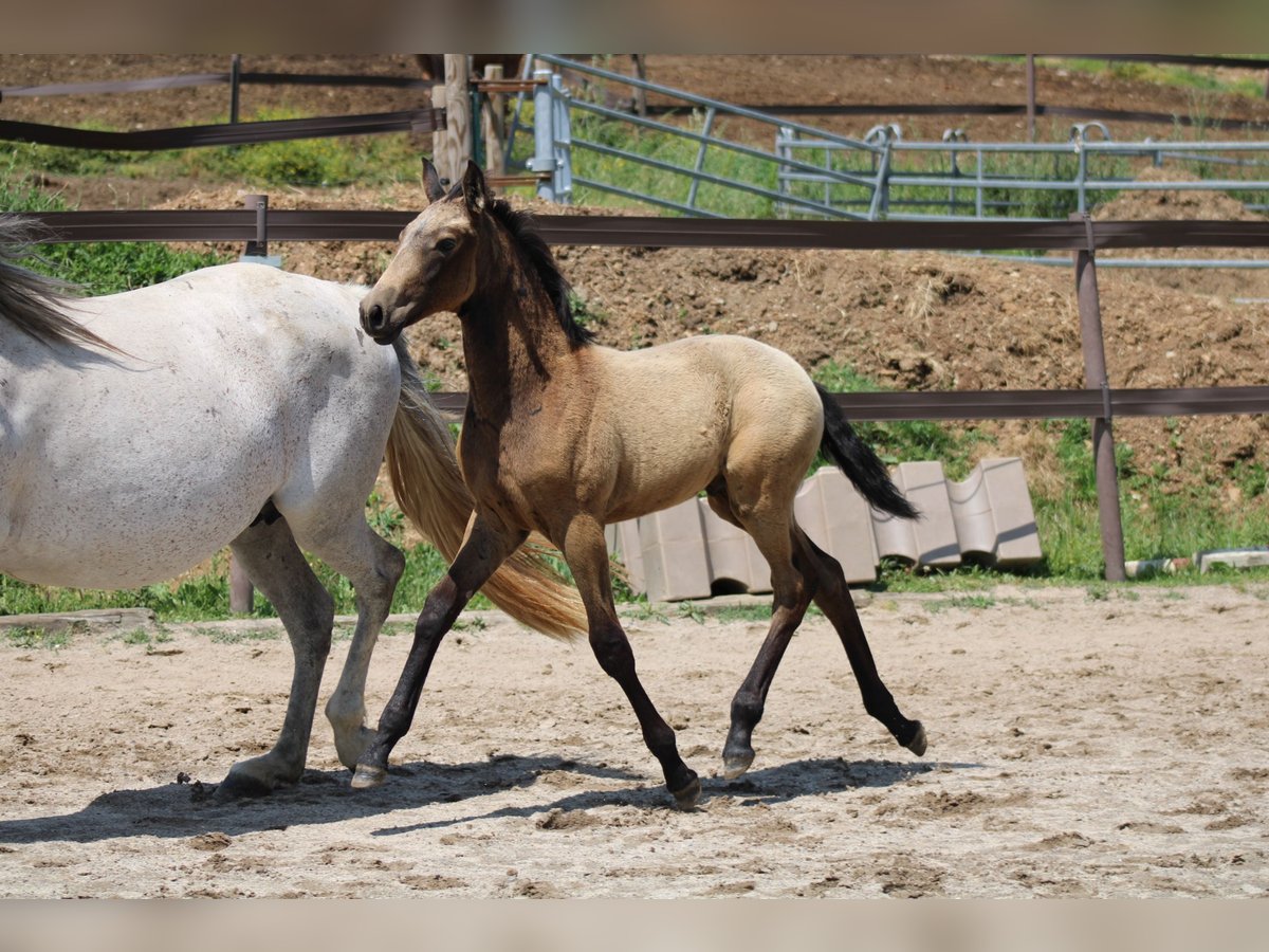 Lusitanos Hengst  Falbe in Saint Rome de Cernon