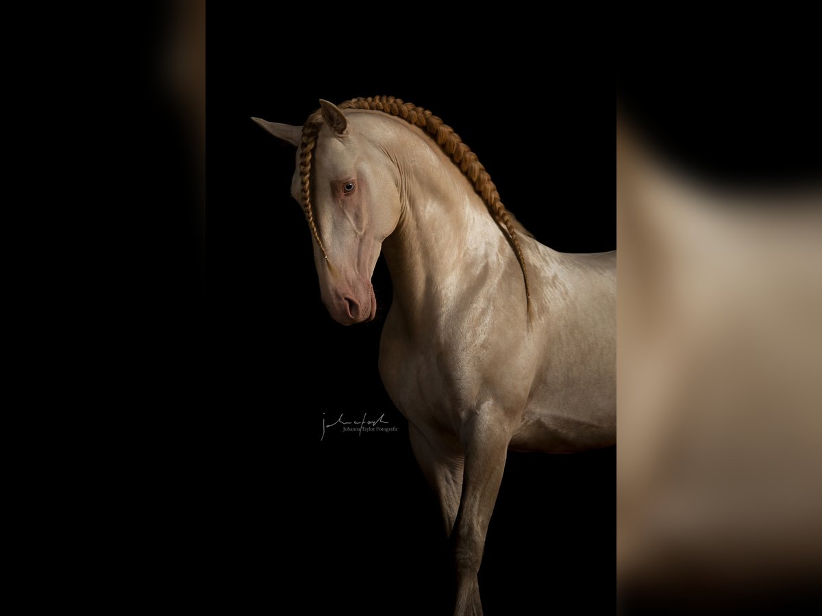 Lusitanos Hengst in Ganderkesee