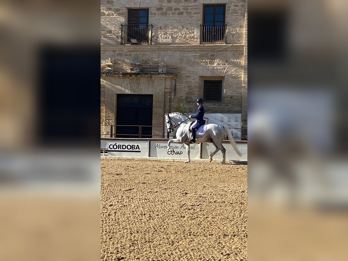 Lusitanos Semental 11 años 166 cm Tordo in Casatejada