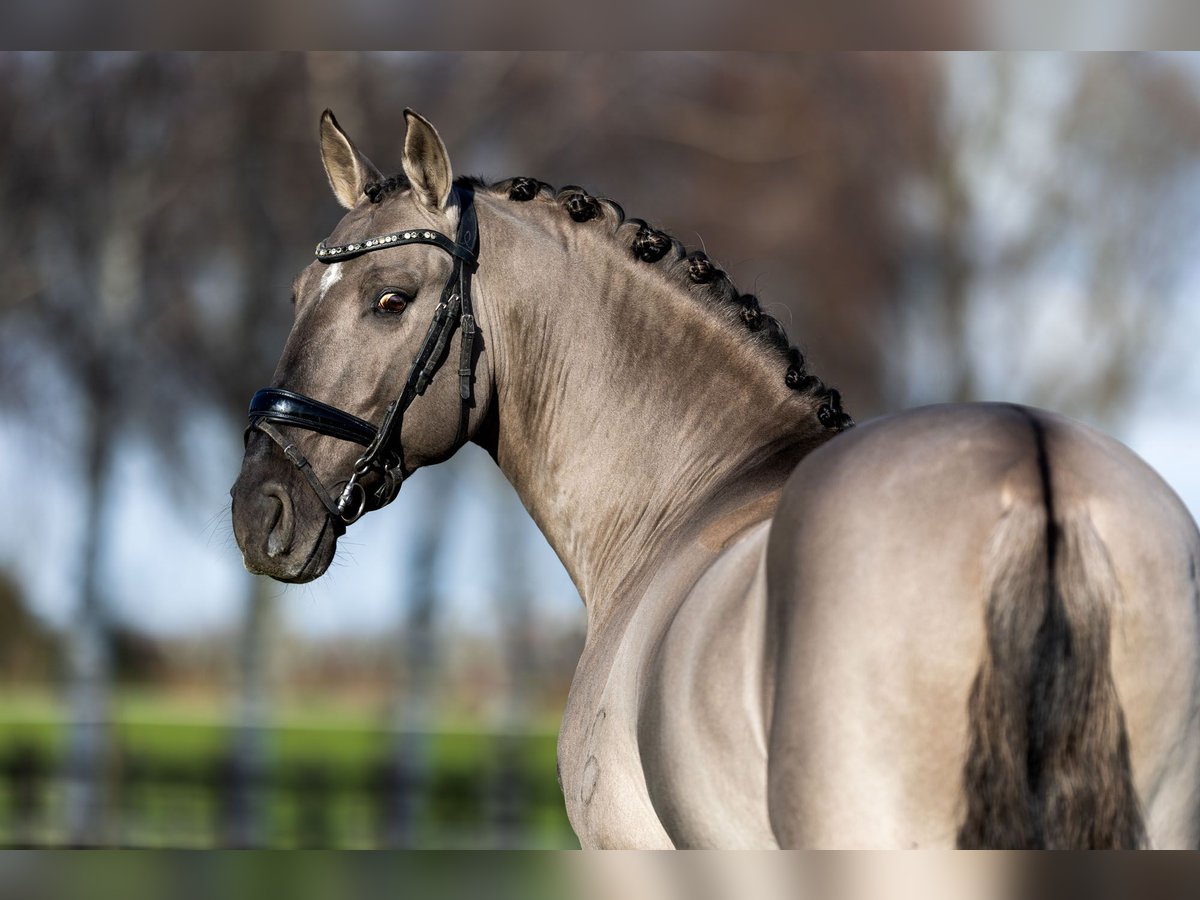 Lusitanos Semental 12 años 164 cm Grullo in Mettmann