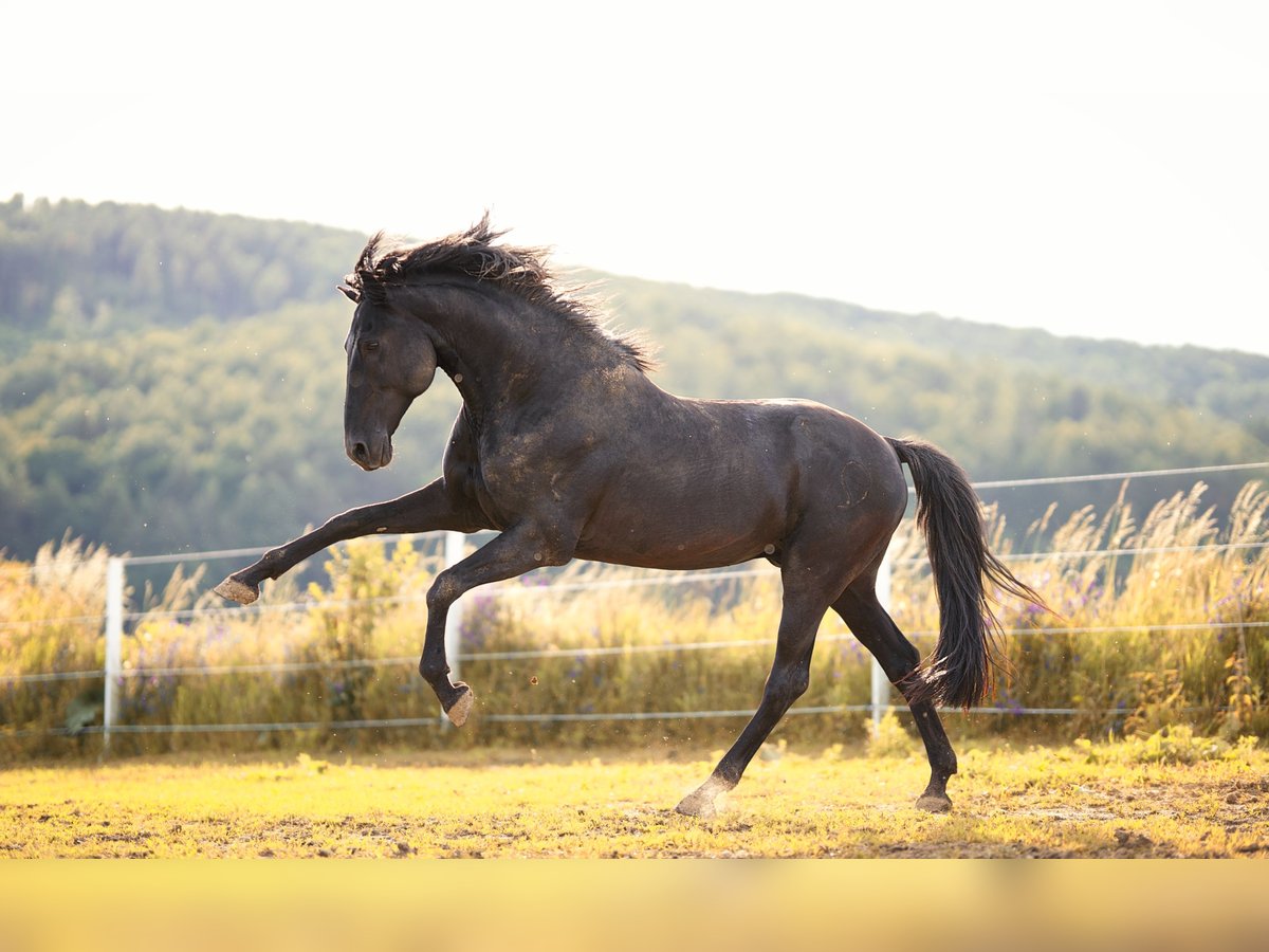 Lusitanos Semental 14 años 156 cm Negro in Oberpullendorf