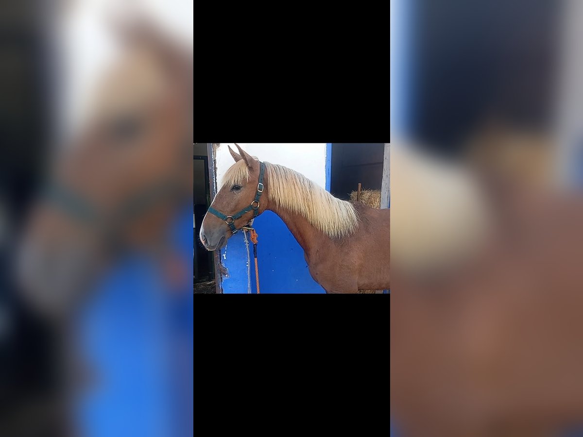 Lusitanos Semental 1 año 154 cm Alazán in Las Pi&#xF1;as