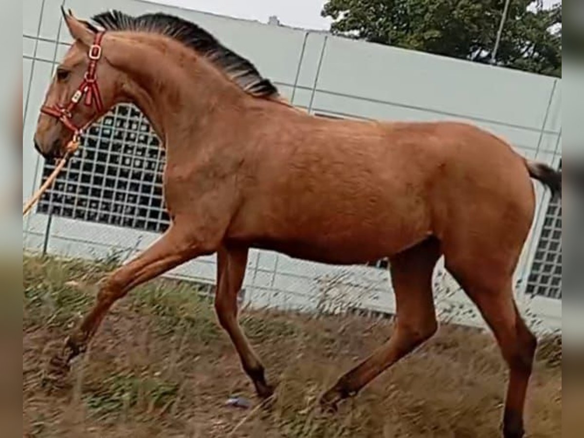 Lusitanos Semental 1 año 156 cm Bayo in Las Pi&#xF1;as