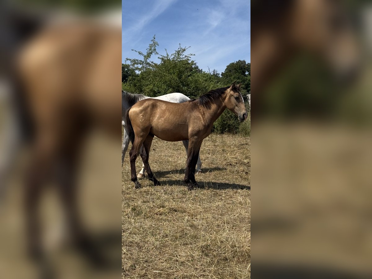 Lusitanos Semental 1 año 161 cm Buckskin/Bayo in Herborn