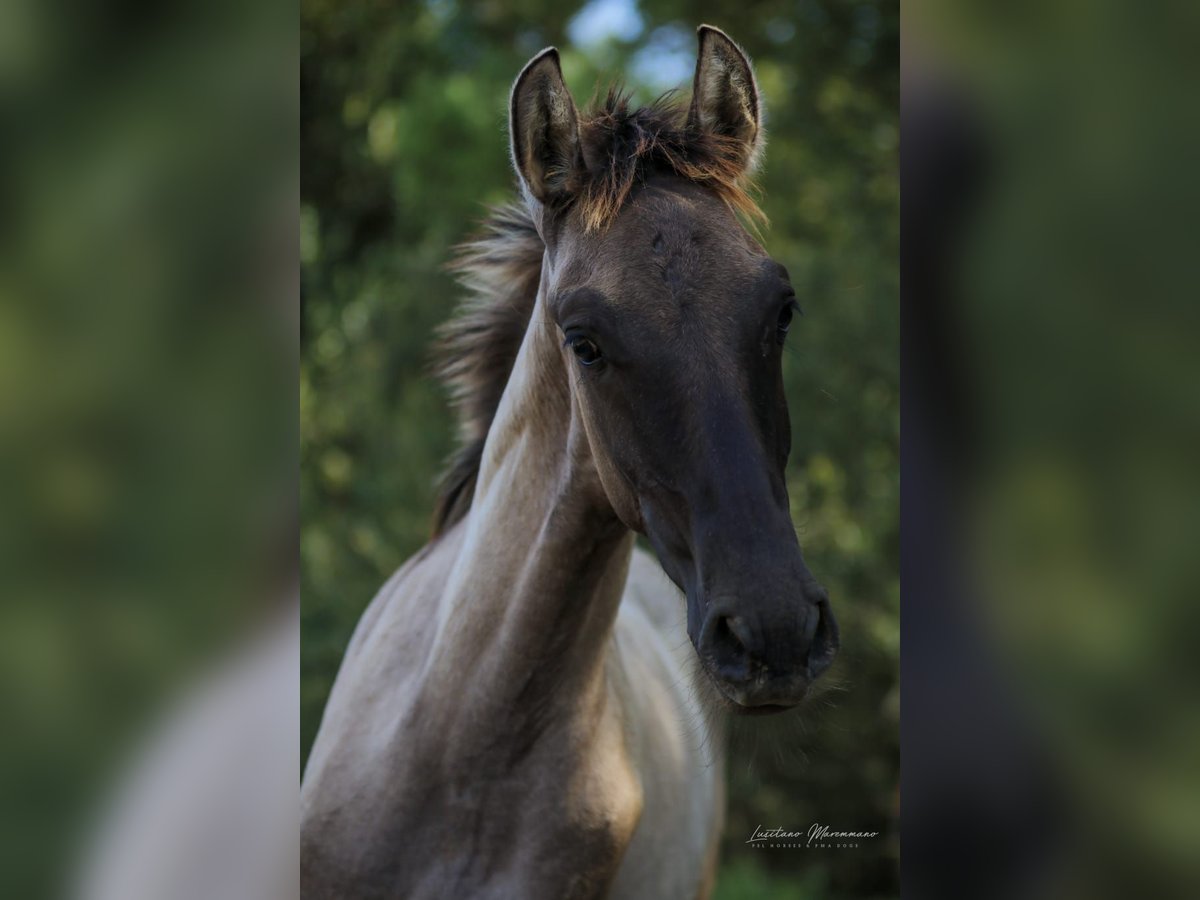 Lusitanos Semental 1 año 166 cm Musgo marrón in Herborn