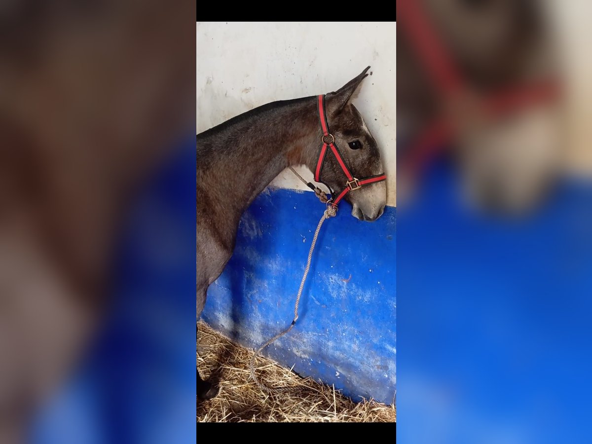 Lusitanos Semental 1 año Tordo in Las Pi&#xF1;as
