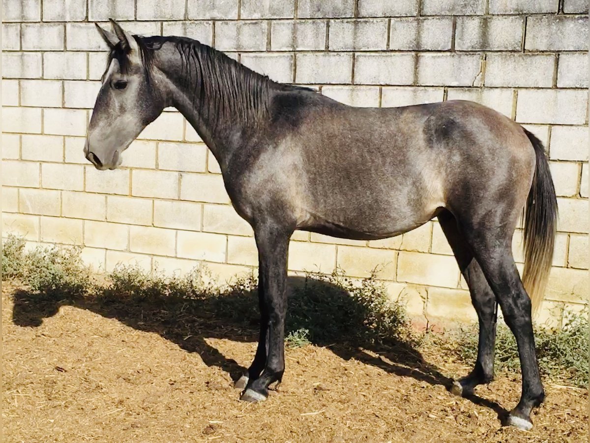 Lusitanos Semental 2 años 155 cm Tordo in Valdecaballeros