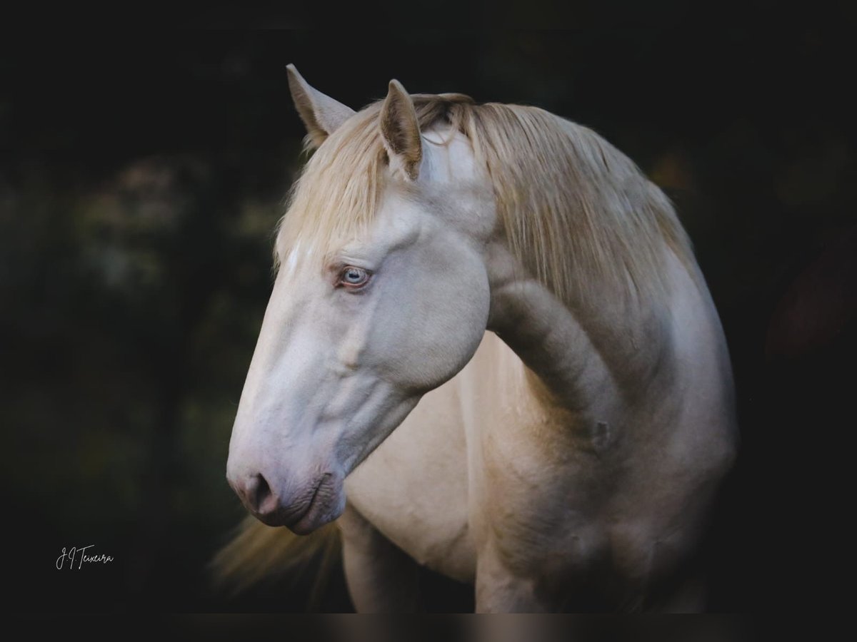 Lusitanos Semental 2 años 158 cm Perlino in Rio Major