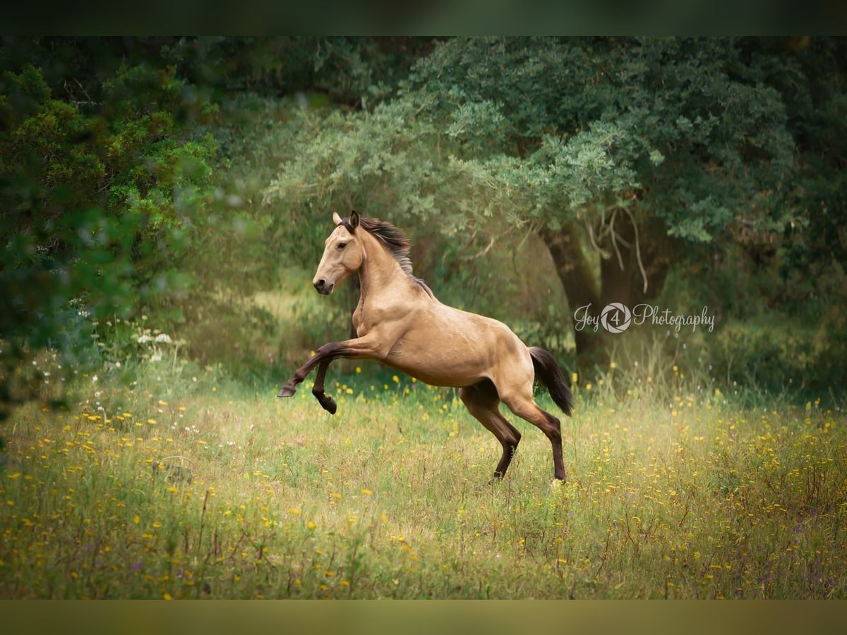 Lusitanos Semental 2 años 161 cm Buckskin/Bayo in Rio Maior