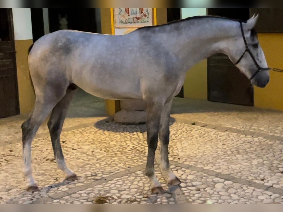 Lusitanos Semental 2 años 162 cm Tordo in Anahuir