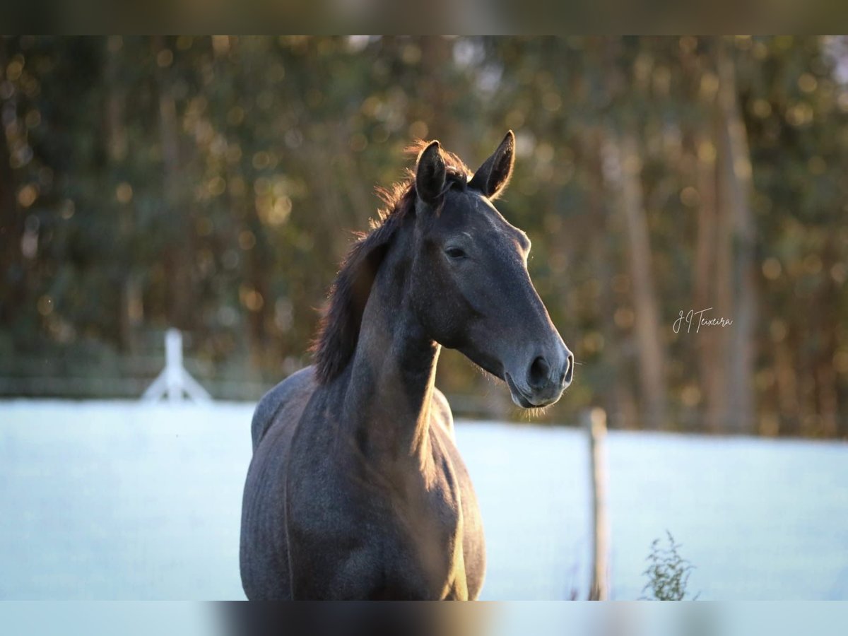 Lusitanos Semental 2 años 162 cm Tordo in Rio-Maior