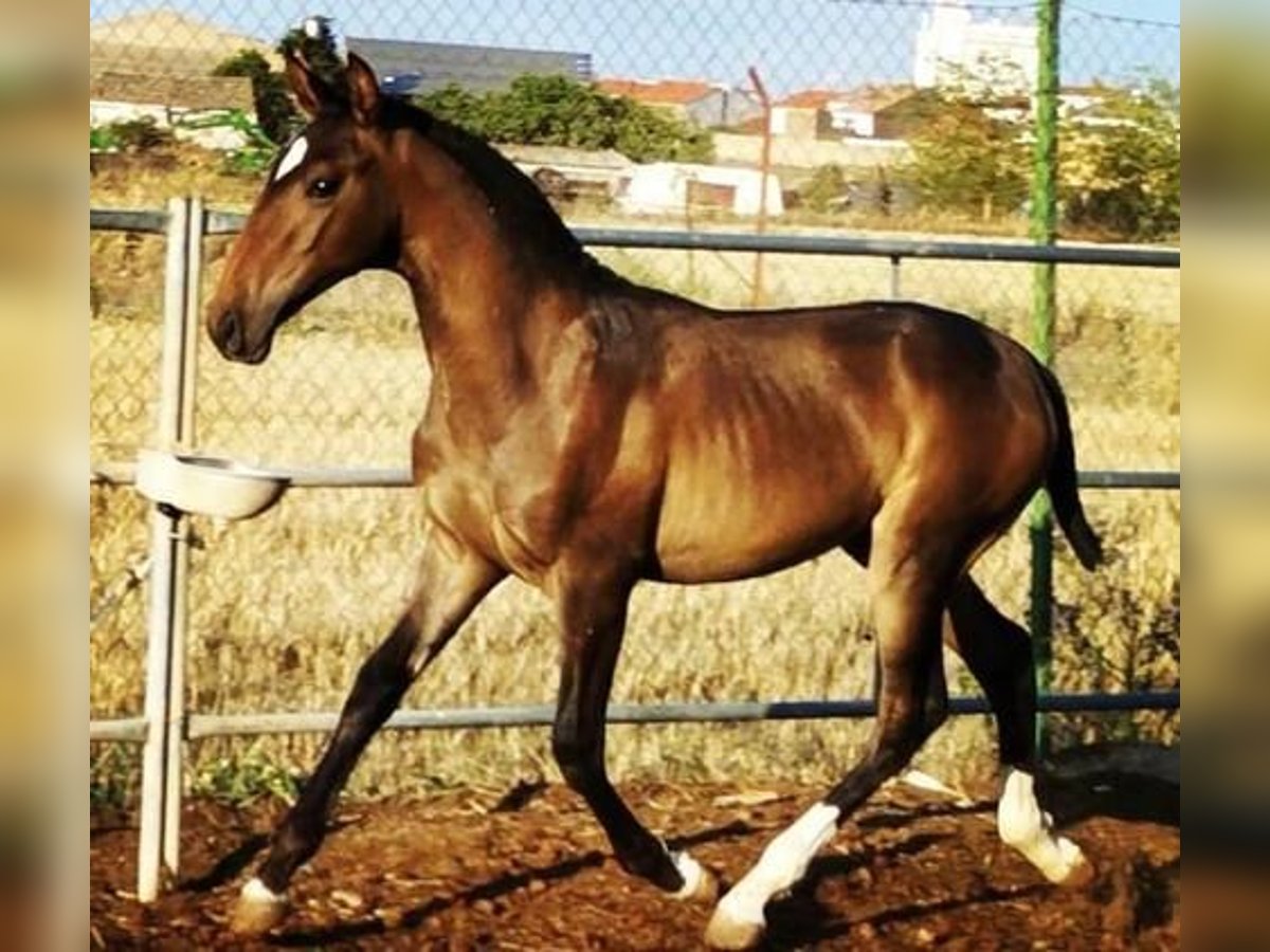 Lusitanos Semental 2 años Castaño oscuro in Extramadura