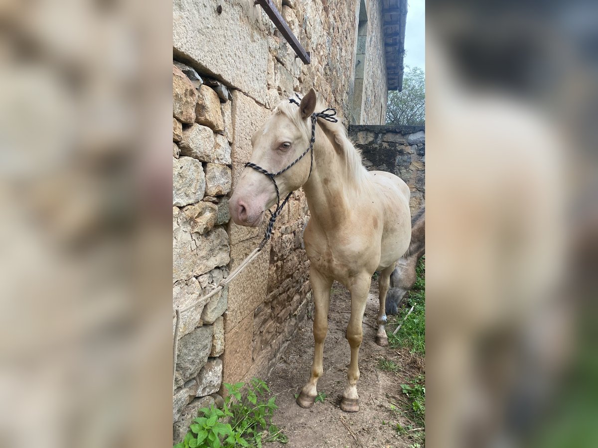 Lusitanos Mestizo Semental 2 años Perla in San Andres De Luena