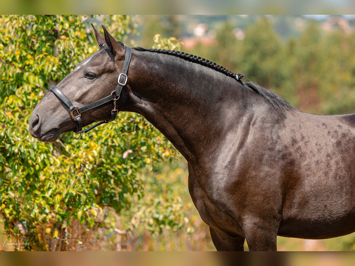 Lusitanos Semental 4 años 158 cm Tordo in Caldas da Rainha