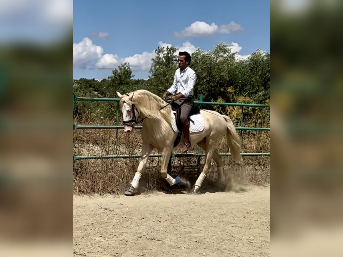 Lusitanos Mestizo Semental 4 años 160 cm Cremello in Campillo De Arenas