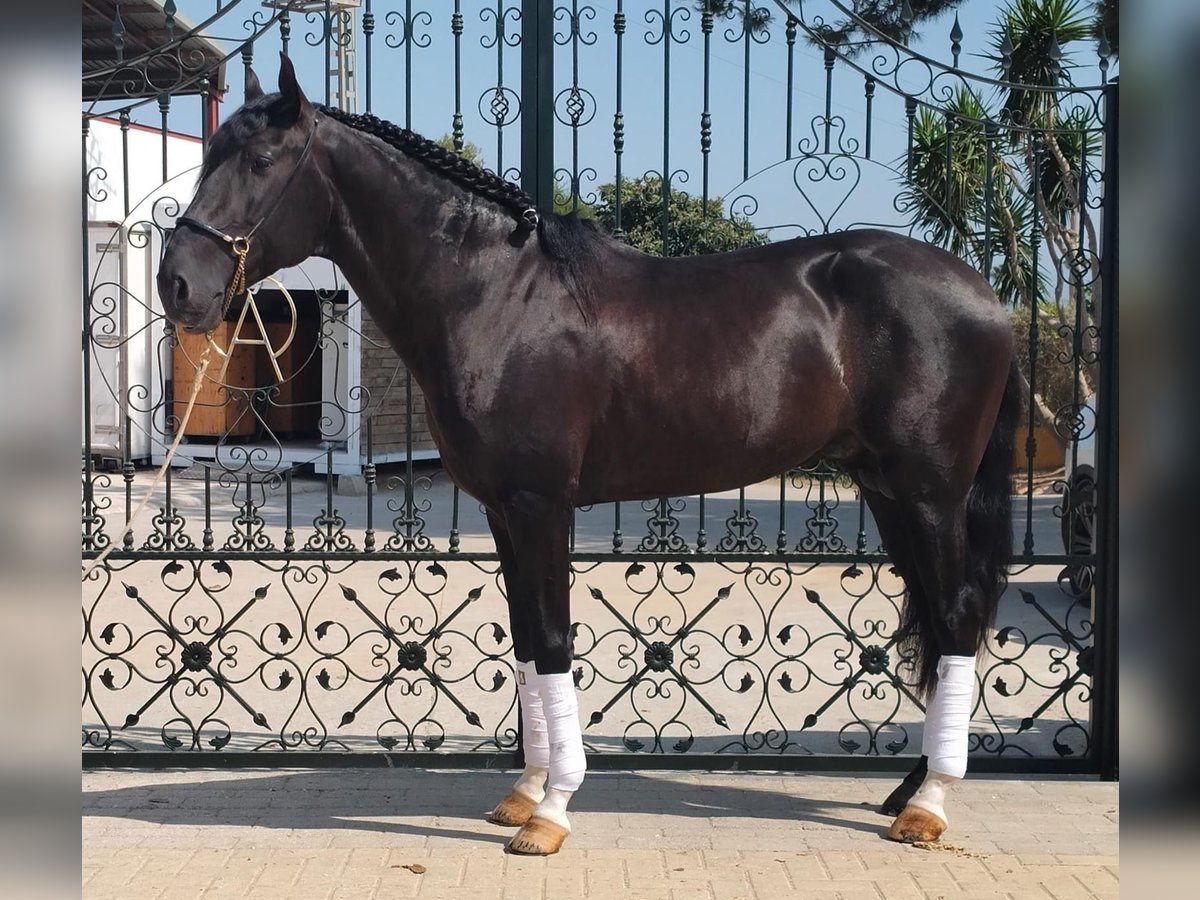 Lusitanos Semental 4 años 162 cm Negro in Martfeld