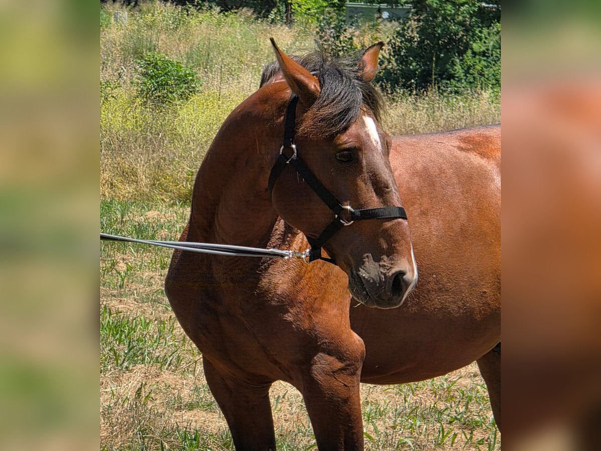 Lusitanos Semental 4 años 163 cm Castaño oscuro in Golega